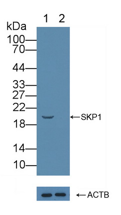 12183