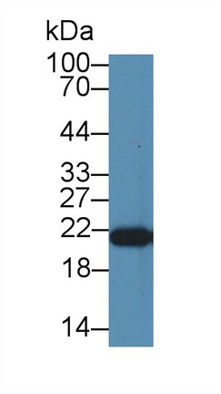 14183