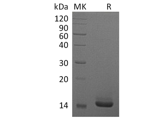 Валидация Elabscience PKSH033662(3946)