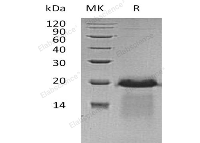 Валидация Elabscience PKSH032064(2614)
