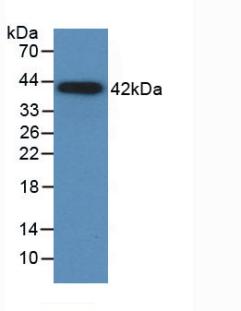 61009