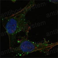 Валидация IF - AntibodySystem RHG09501