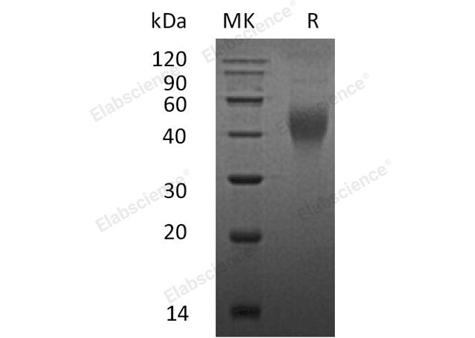 Валидация Elabscience PKSM041111(5029)