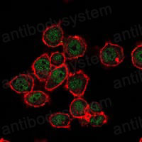 Валидация IF - AntibodySystem RHG97904
