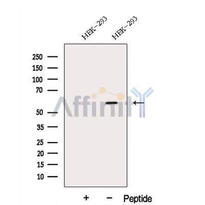Валидация Affinity DF12951 - 7716