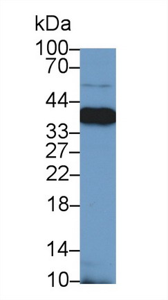 9471