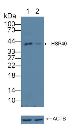 12118