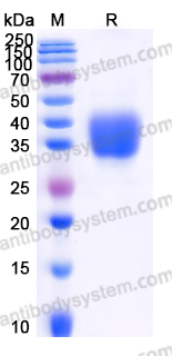 EHF71401, SDS-PAGE