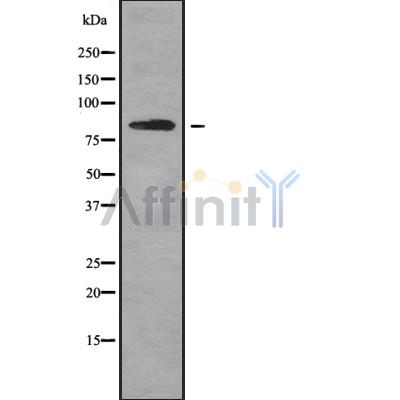 Валидация Affinity DF9031 - 21265