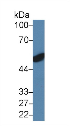 14345