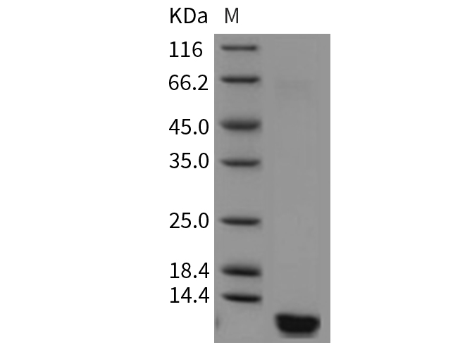 Валидация Elabscience PKSH032458(2929)