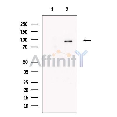 Валидация Affinity DF13229 - 8268