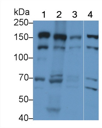 22037