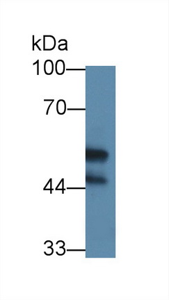 12686