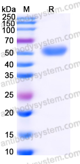 EHP20901, SDS-PAGE
