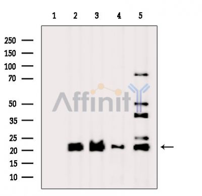 Валидация Affinity DF16121 - 12710