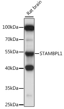 Валидация Elabscience E-AB-91328