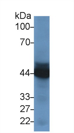 15266
