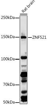 Валидация Elabscience E-AB-92306