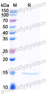 Валидация SDS-PAGE - AntibodySystem RXX10104