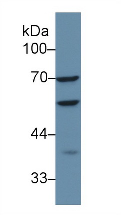 13321