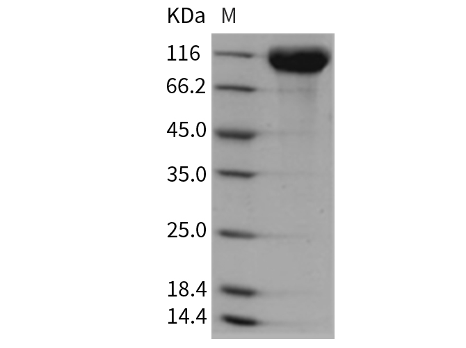 Валидация Elabscience PKSR030389(5726)