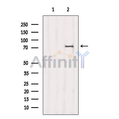 Валидация Affinity DF7329 - 19026