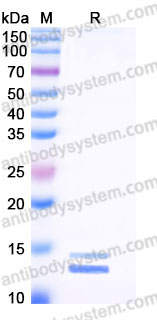 EHB93801, SDS-PAGE