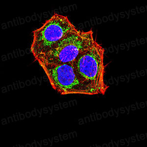 Валидация IF - AntibodySystem RHH08901