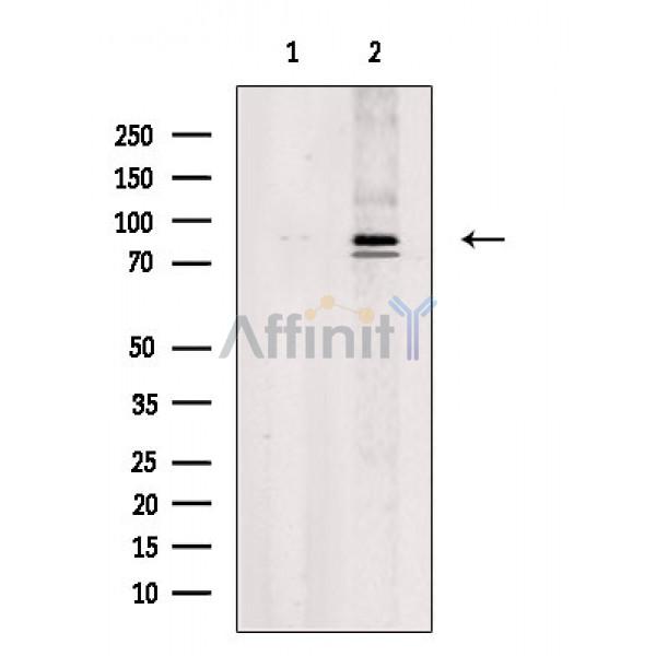 Валидация Affinity DF2543 - 13205