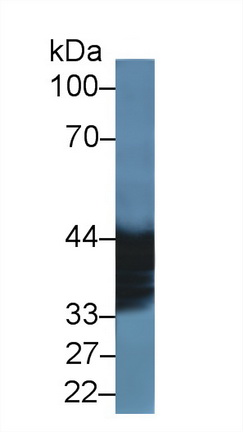 14478