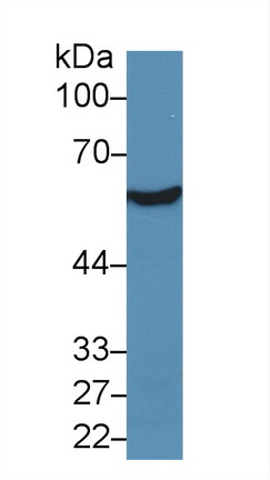 9749