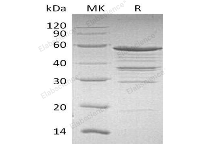 Валидация Elabscience PKSH032828(3242)