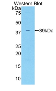 48727