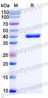 Валидация SDS-PAGE - AntibodySystem RMC18803