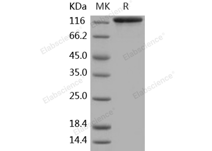 Валидация Elabscience PKSH031995(2563)