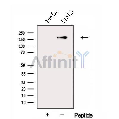 Валидация Affinity DF13013 - 7809