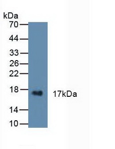 5591