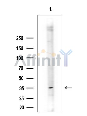 Валидация Affinity DF14154 - 9963
