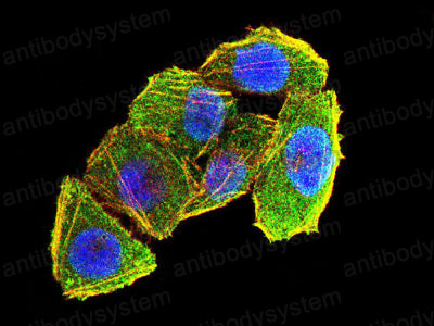 Валидация IF - AntibodySystem RHJ35605