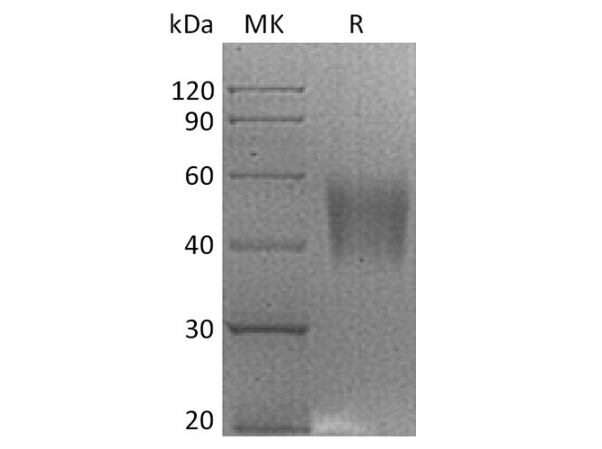 Валидация Elabscience PKSQ050083(5451)