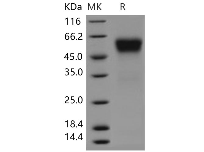 Валидация Elabscience PKSH031458(2160)