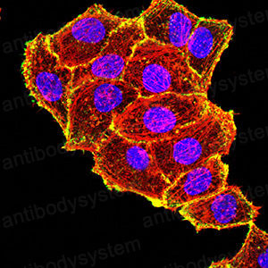 Валидация IF - AntibodySystem RHD95601