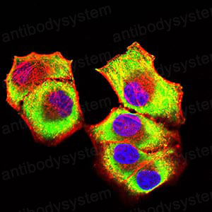 Валидация IF - AntibodySystem RHN42601
