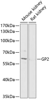 Валидация Elabscience E-AB-90418
