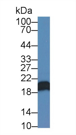 14038
