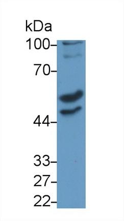 52547