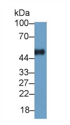 64877