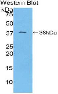 52009