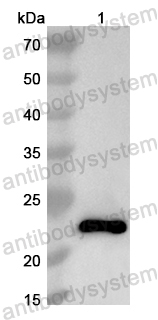 Валидация AntibodySystem PHB13201